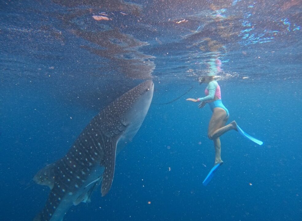 Indonesia Boat Charter. Explore Indonesia Liveaboards: Bali, Lombok, Flores & Komodo Adventures